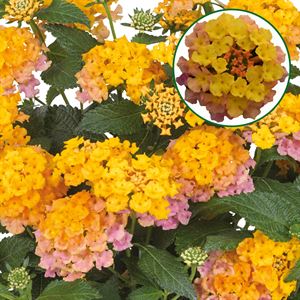 Bild von Lantana P12 Rose Gold